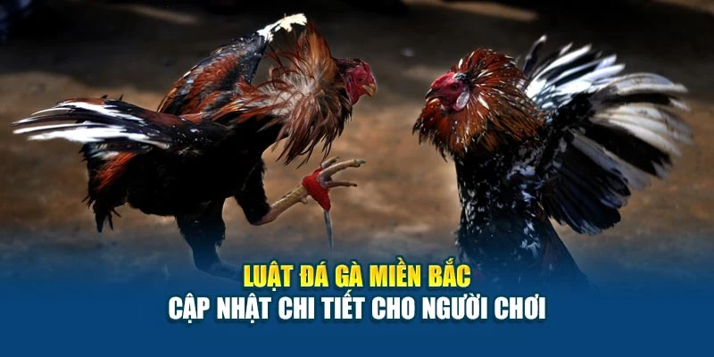 Luật Đá Gà Miền Bắc - Cập Nhật Chi Tiết Cho Người Chơi 4 Luật Đá Gà Miền Bắc - Cập Nhật Chi Tiết Cho Người Chơi